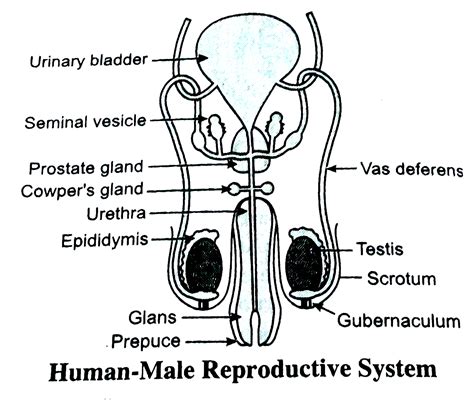 男人生殖系統|男性生殖系統 (male reproductive system)